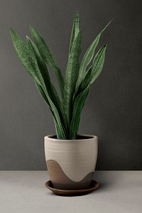 Green plant psd mockup in a pot by a wall