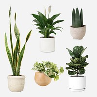 Houseplant psd mockup in pot set