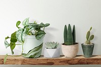 Cute small plants on a shelf