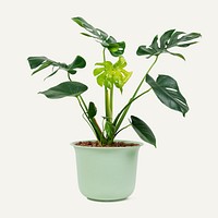 Monstera deliciosa plant psd mockup in a pot