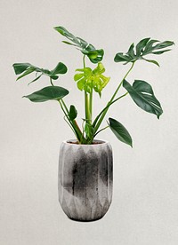 Monstera deliciosa plant psd mockup in a pot