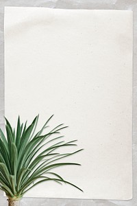 Paper note psd with agave palm tree