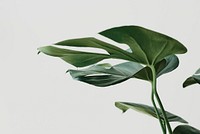 Green Monstera leaf background with design space