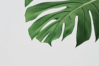 Green Monstera leaf background with design space