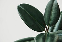 Rubber plant leaves on gray background