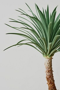 Agave palm tree plant on gray background