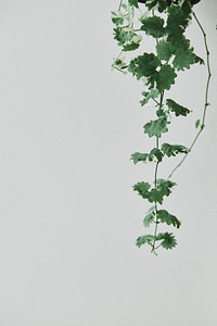 Hanging ivy plant on light gray background