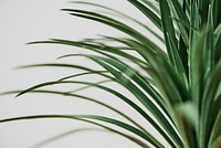 Agave palm tree plant on gray background