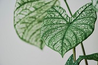 Caladium leaf, white & green