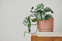 Pothos plant in a pot on a bench