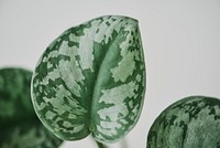 Faux watermelon peperomia plant on light gray background