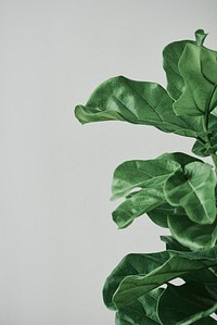 Fiddle leaf fig plant background on gray