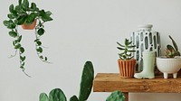 Aesthetic home with cactus and plants on a wooden shelf