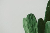 Green cactus on gray background 