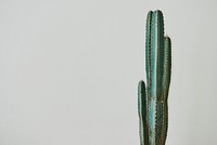 Green cactus on gray background 