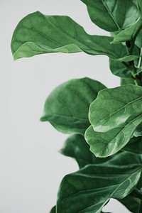 Fiddle leaf fig plant background