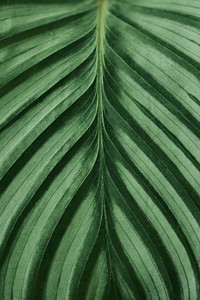 Green leaf close up background