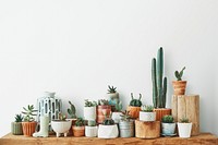 Variety of cacti and succulents for home decor