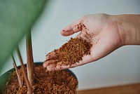 Woman repotting a houseplant