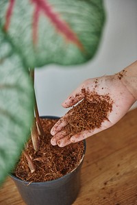 Woman taking care of her plant baby