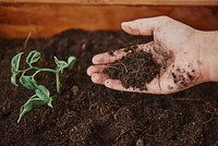 Gardener growing herbs in a planter