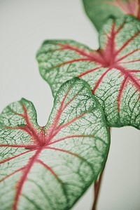 Green and red leaf close up background