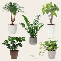 Houseplant psd mockup in pot set