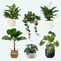 Houseplant psd mockup in pot set