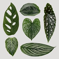 Green leaf psd mockup set from tropical houseplants