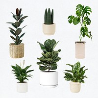 Houseplant psd mockup in pot set