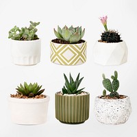 Houseplant psd mockup in pot set