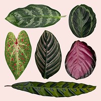 Green leaf psd mockup set from tropical houseplants