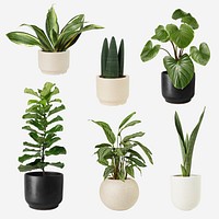 Houseplant psd mockup in pot set