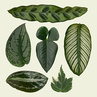 Green leaf psd mockup set from tropical houseplants