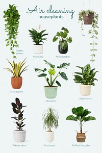 Air cleaning psd template houseplants 