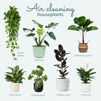 Air cleaning psd template houseplants 