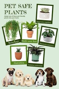 Pet safe plants template psd for social media