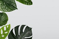 Green leaf psd border frame on gray background