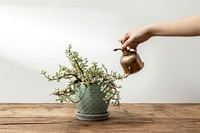 Houseplant on a rustic wooden table 