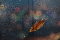 Rainy window background, water effect psd add-on, brown leaf