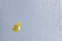 Water texture background, yellow leaf on glass window