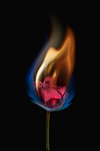 Aesthetic burning rose flower, realistic flame effect psd on dark background