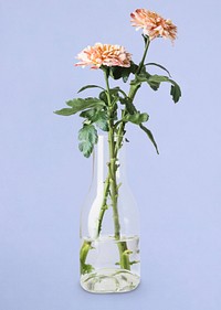 Aesthetic flower in glass vase psd, light pink chrysanthemum, isolated object