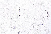 Abstract white background, purple paint texture design