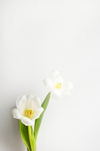 Tulip border, white background, design space