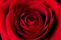 Red rose, valentine's background, flower closeup shot