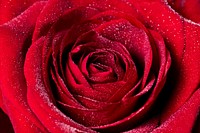 Red rose, valentine's background, flower macro shot