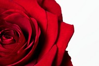 Red rose, valentine's background, flower macro shot