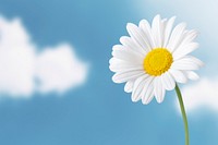 White daisy, blue sky background, design space