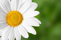 White daisy border, flower background, design space